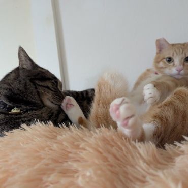 お兄ちゃん、僕の足なめないで！