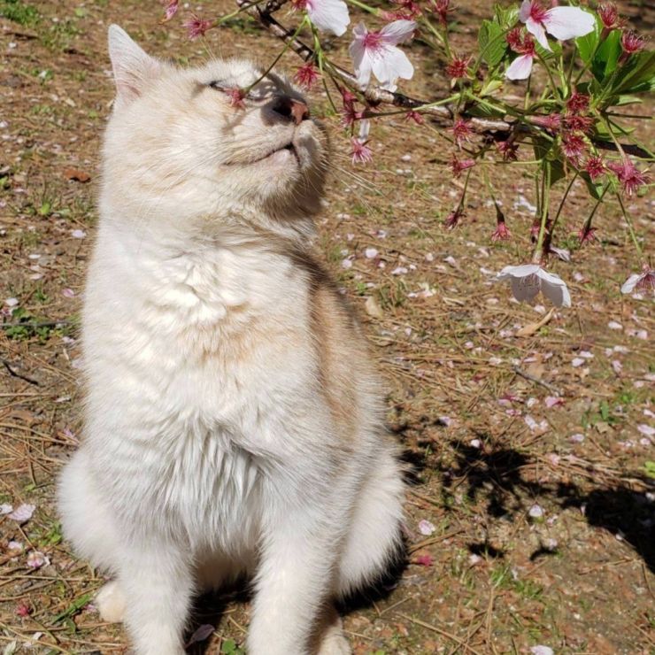 お花見🌸