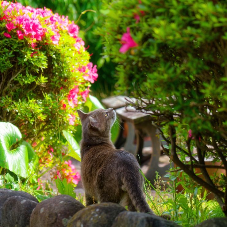 ツツジの咲く公園にて