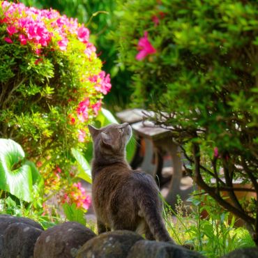 ツツジの咲く公園にて