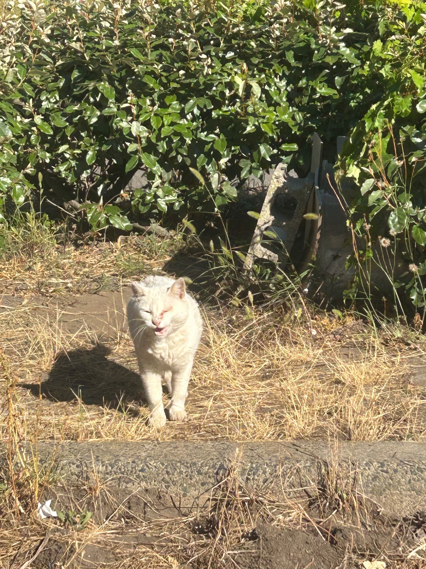 毎日待ってるニャ