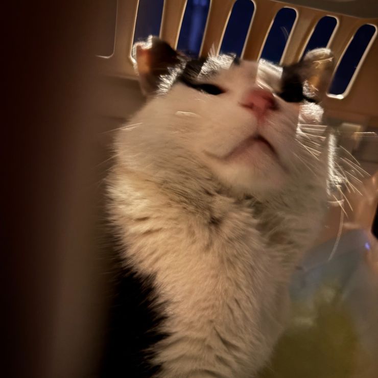 新しい猫生へ