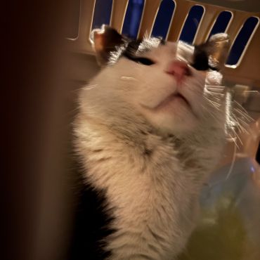 新しい猫生へ