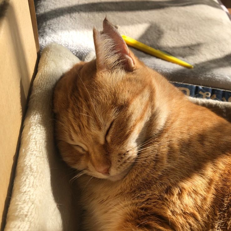 ほっこり