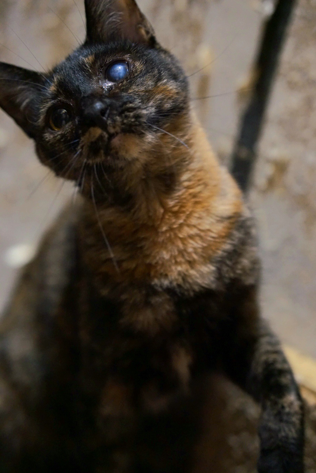 片目は不自由だけど元気いっぱいにゃ🐱