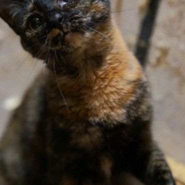 片目は不自由だけど元気いっぱいにゃ🐱