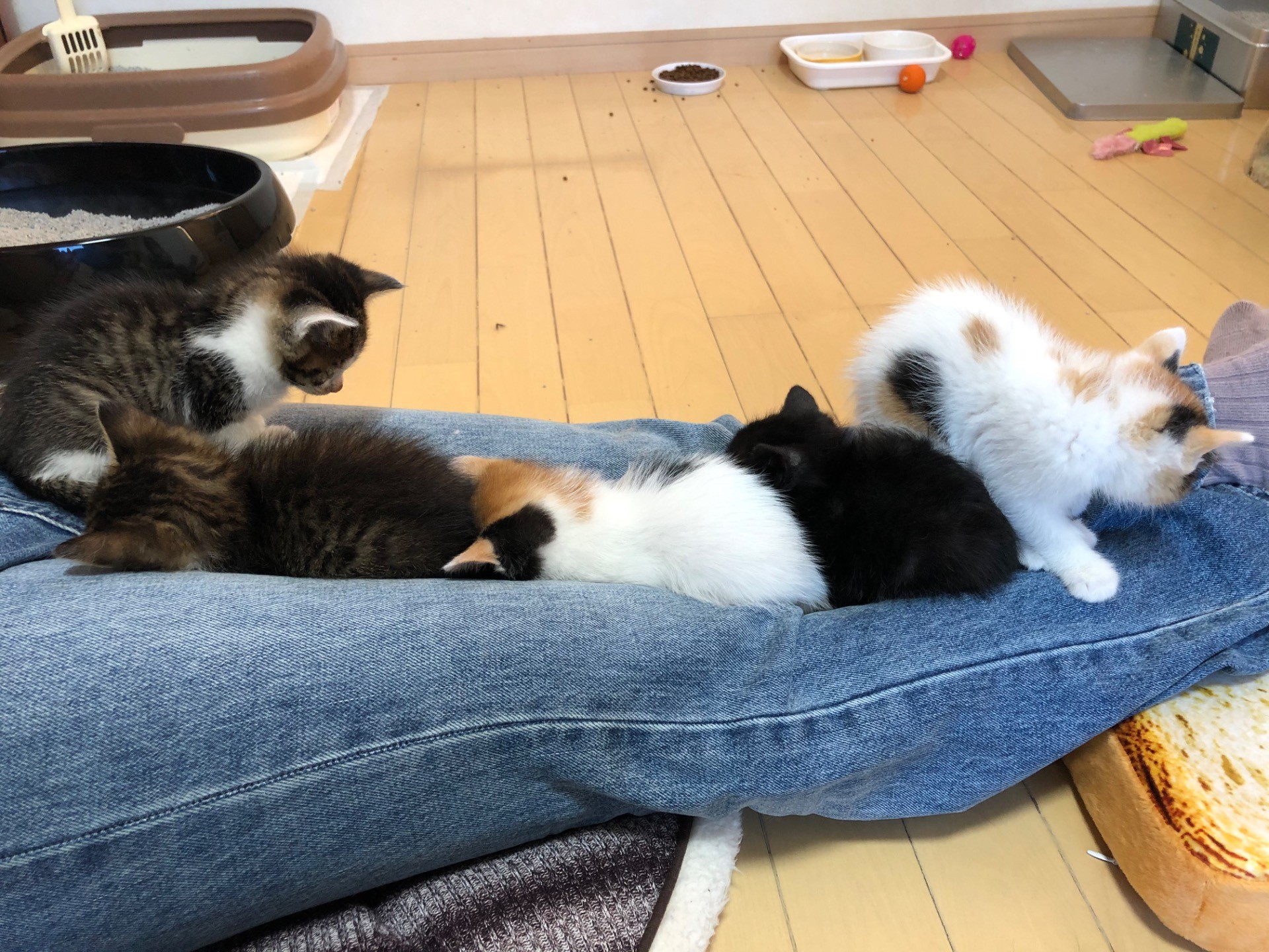 すきまだいすき