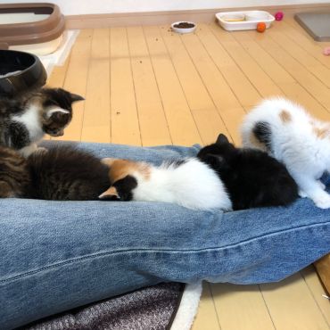 すきまだいすき