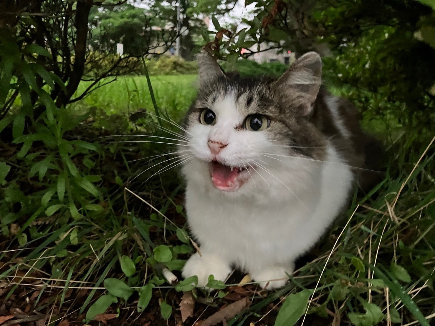 ご飯ちょーだい