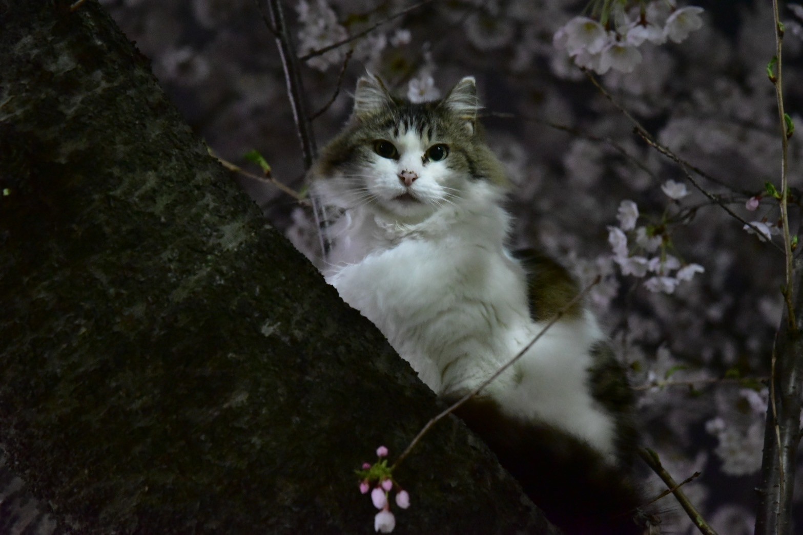 夜桜とみーちゃん