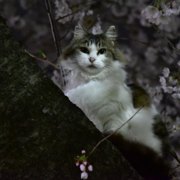 夜桜とみーちゃん
