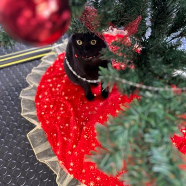 黒猫の奇跡