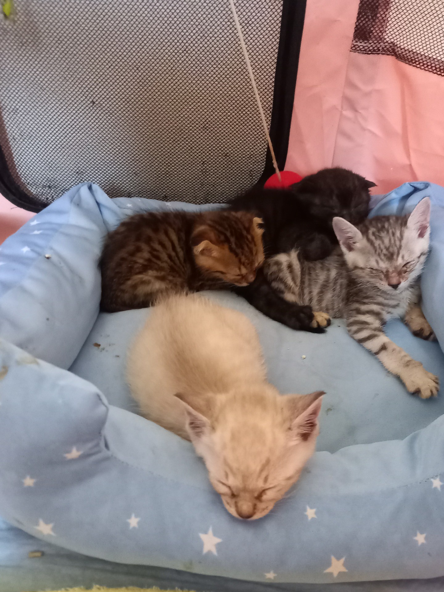 物置小屋でないてました
