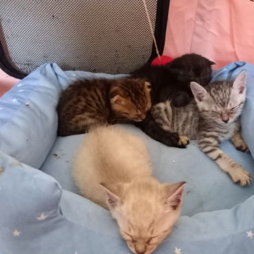 物置小屋でないてました