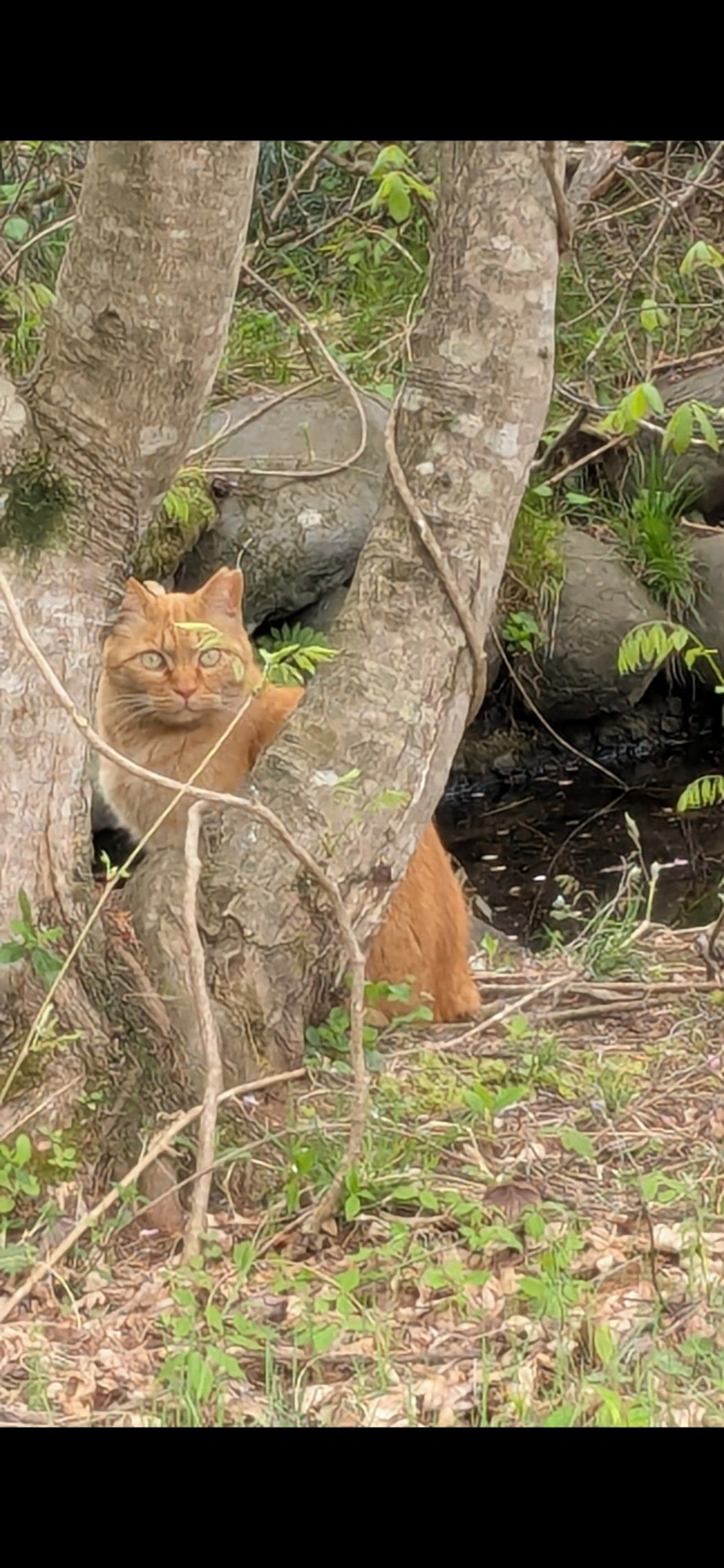 さくらねこ