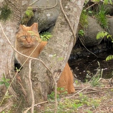 さくらねこ