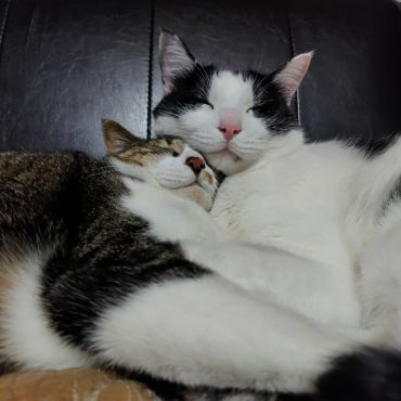 兄弟仲良し