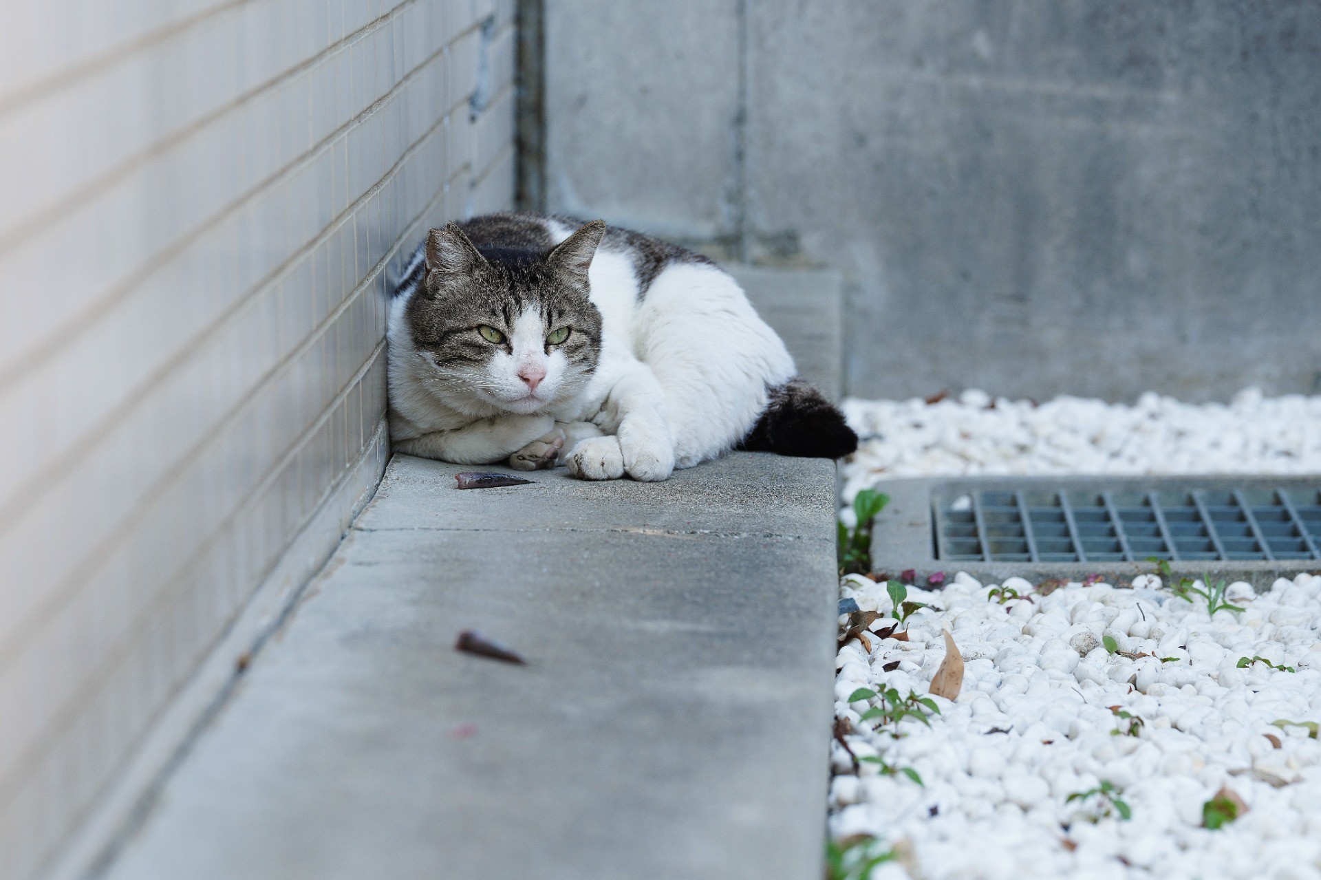 イワシとか要らないから