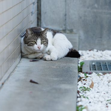 イワシとか要らないから
