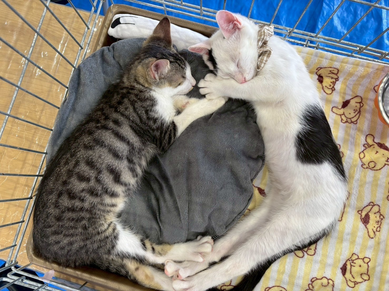 ずっとのお家を待ってるにゃっ