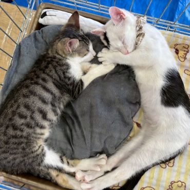 ずっとのお家を待ってるにゃっ