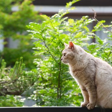 夏を見つめて