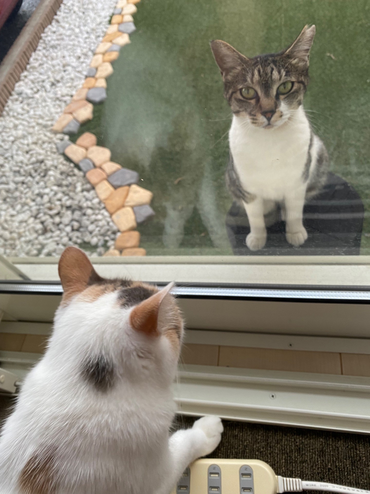 今日も遊びに来たにゃん🐈
