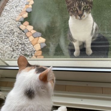 今日も遊びに来たにゃん🐈