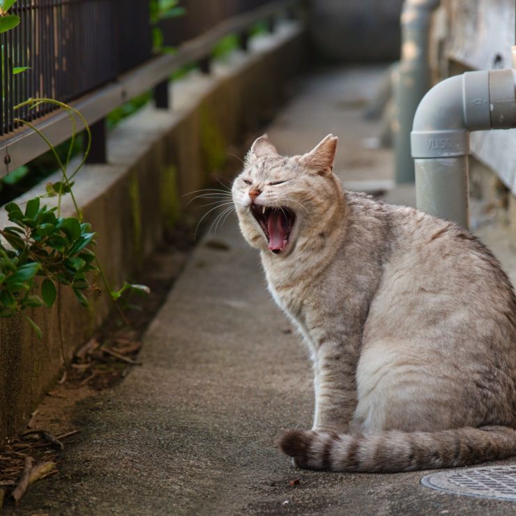 リラックスタイム