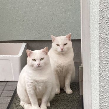 耳カットで家族になった