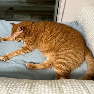 僕のベッド！