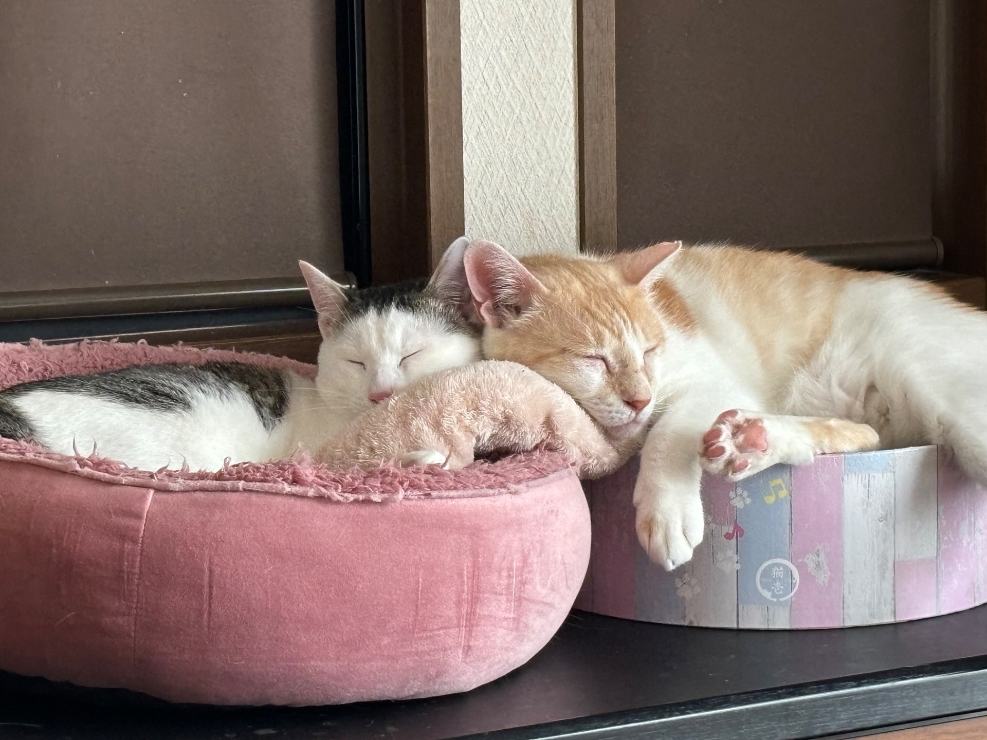 気長にずっとのお家を待つにゃ