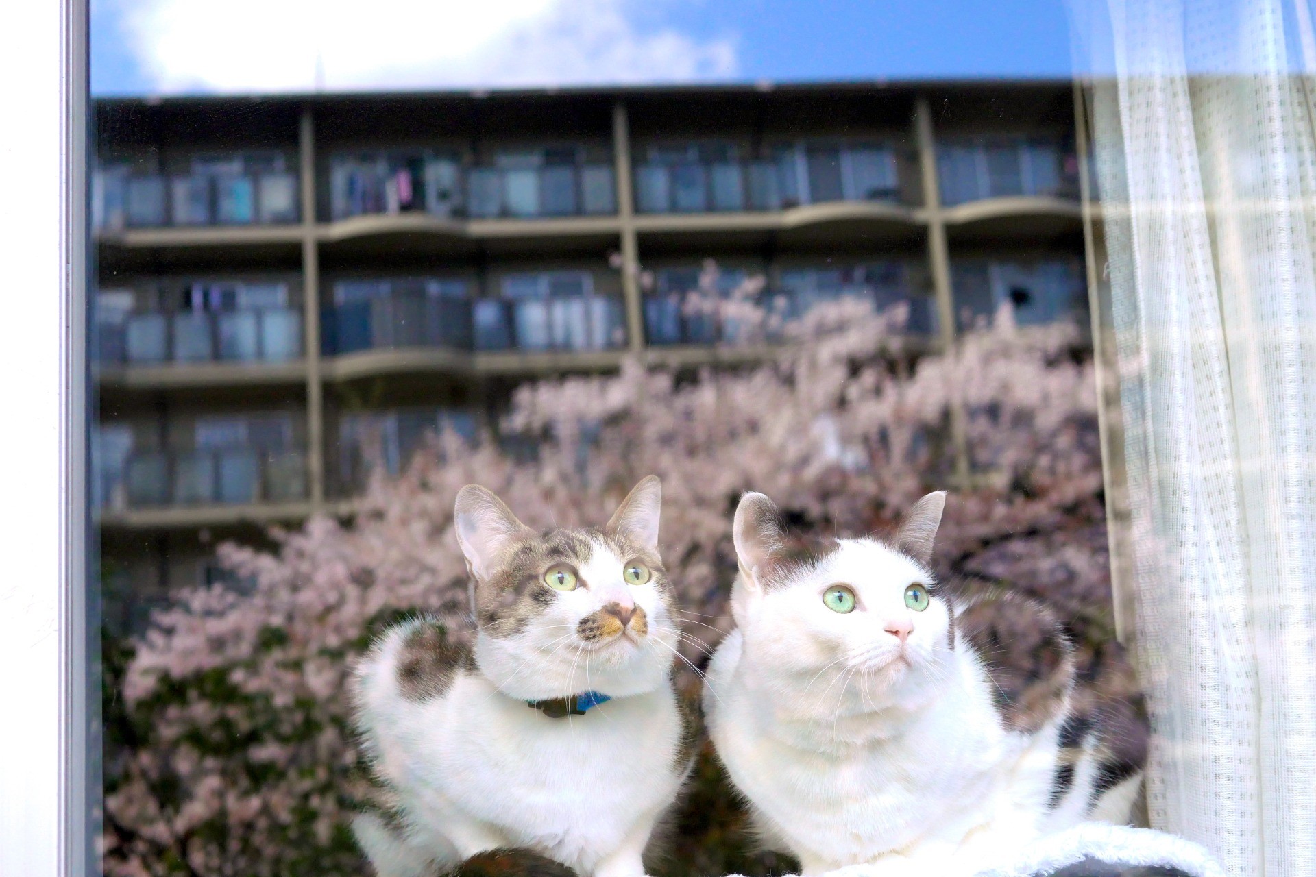 窓越しのお花見