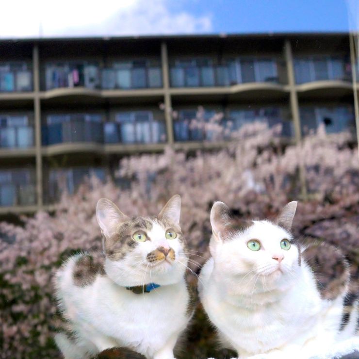 窓越しのお花見