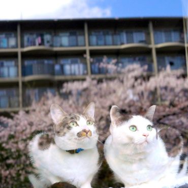 窓越しのお花見