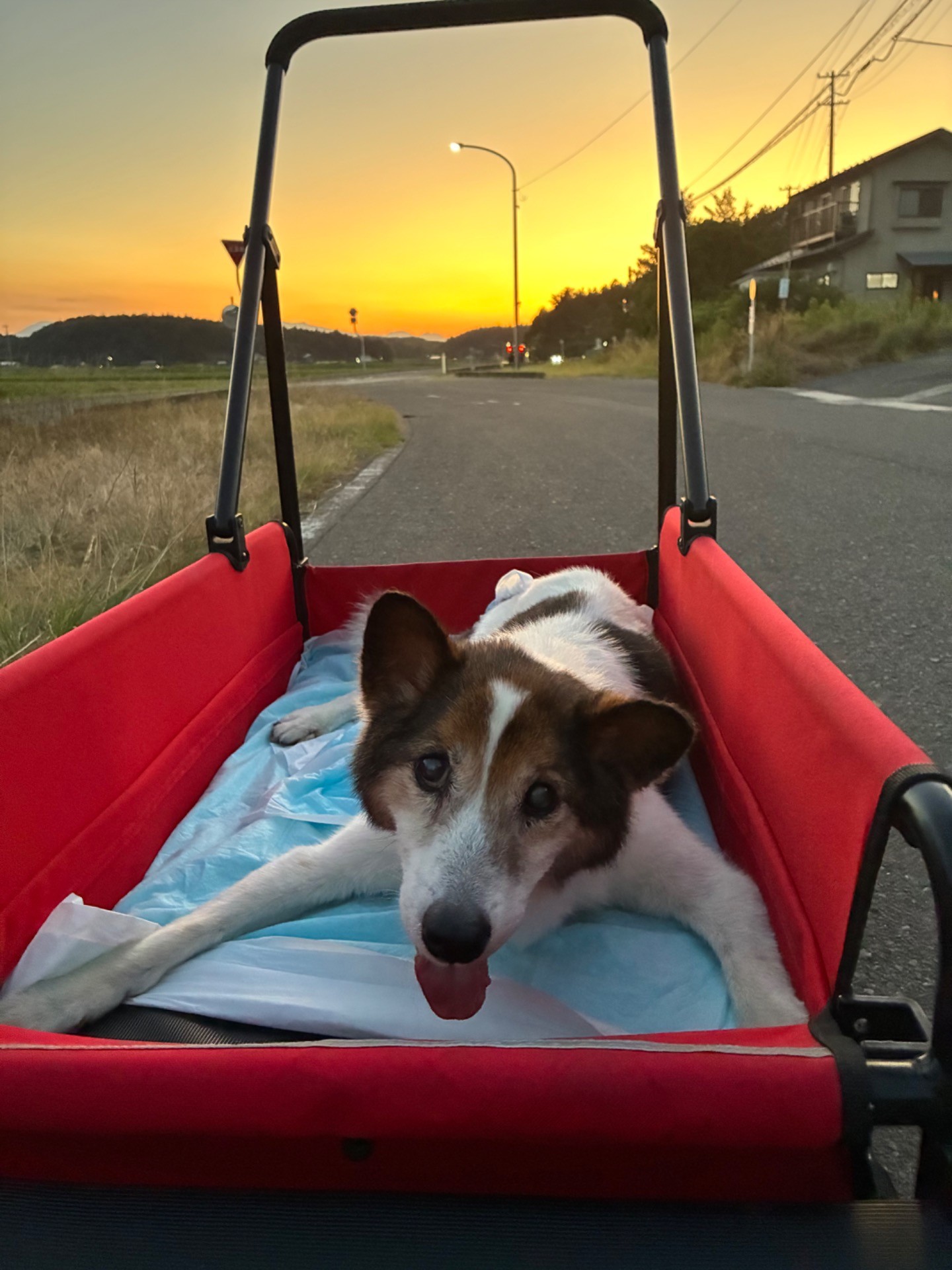 バギーで夕涼み