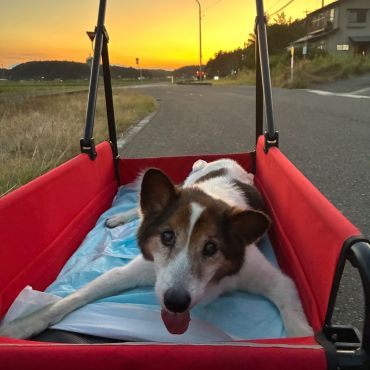 バギーで夕涼み