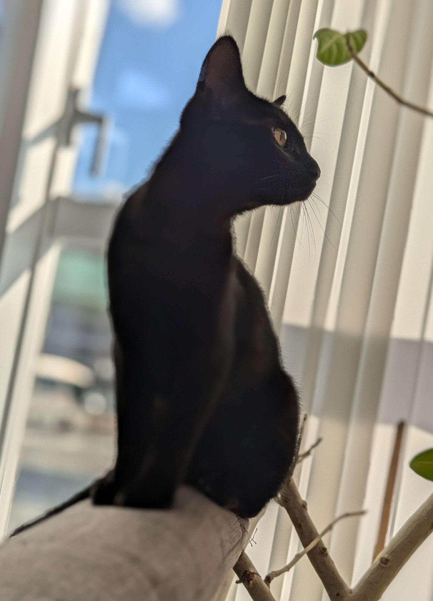 高いところ大好き