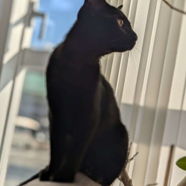 高いところ大好き