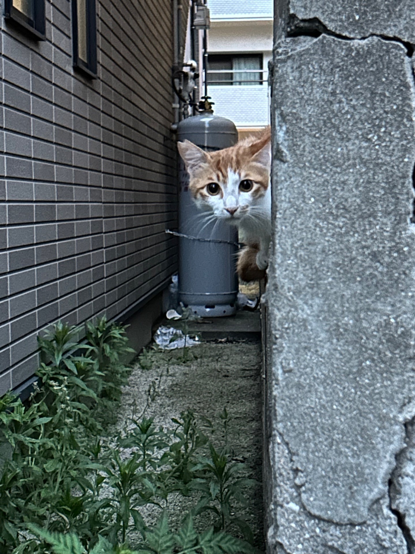 ひょっこり