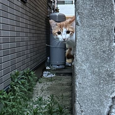 ひょっこり