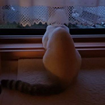 みるくの黄昏れ