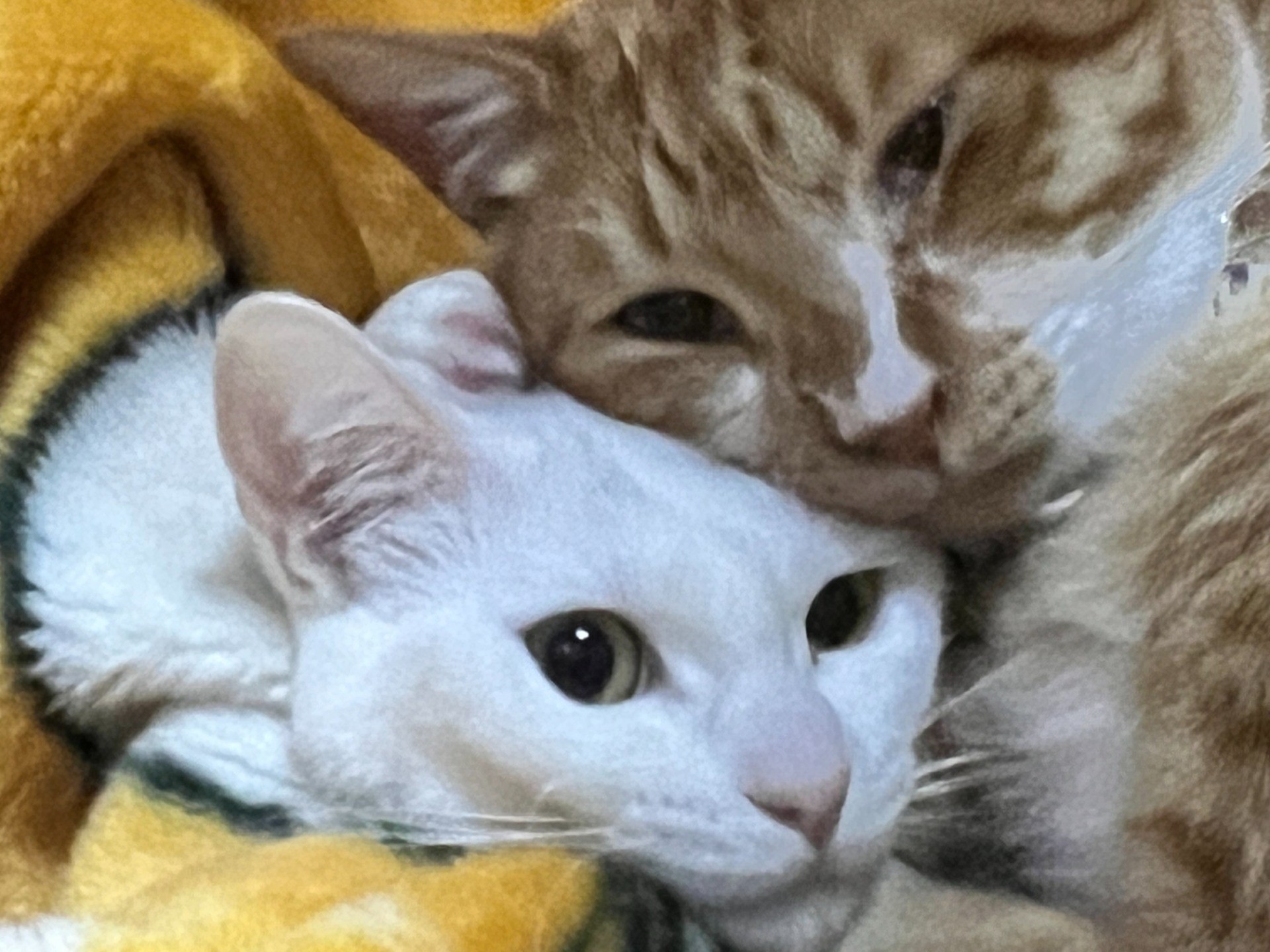 やっと現れた！