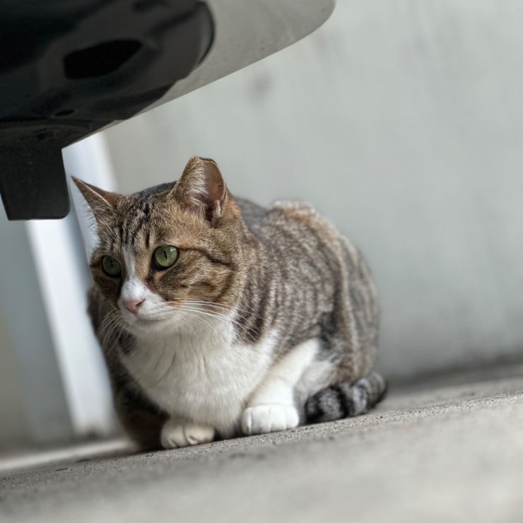 車の影にて