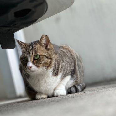 車の影にて