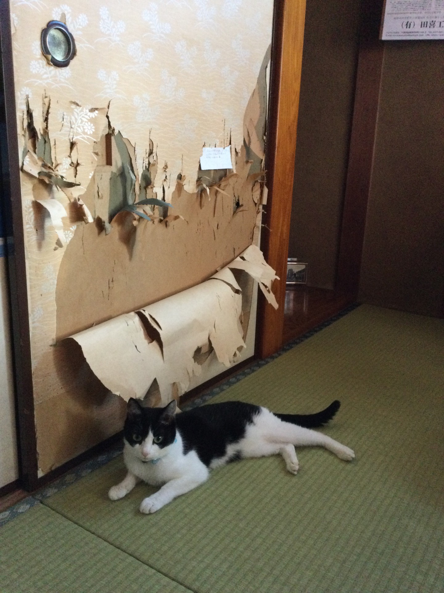 イタズラ大好き猫