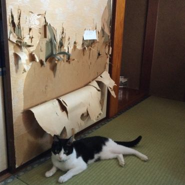イタズラ大好き猫