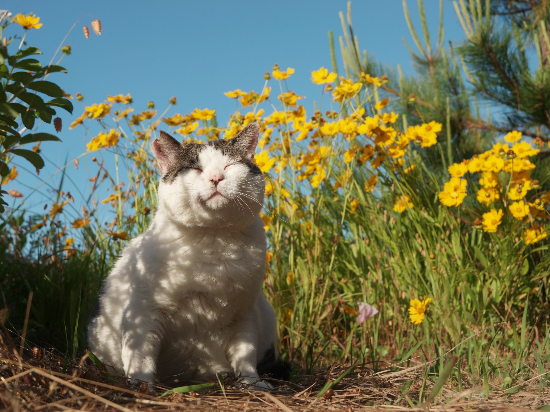 ぼくの小さなお花畑