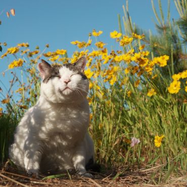 ぼくの小さなお花畑