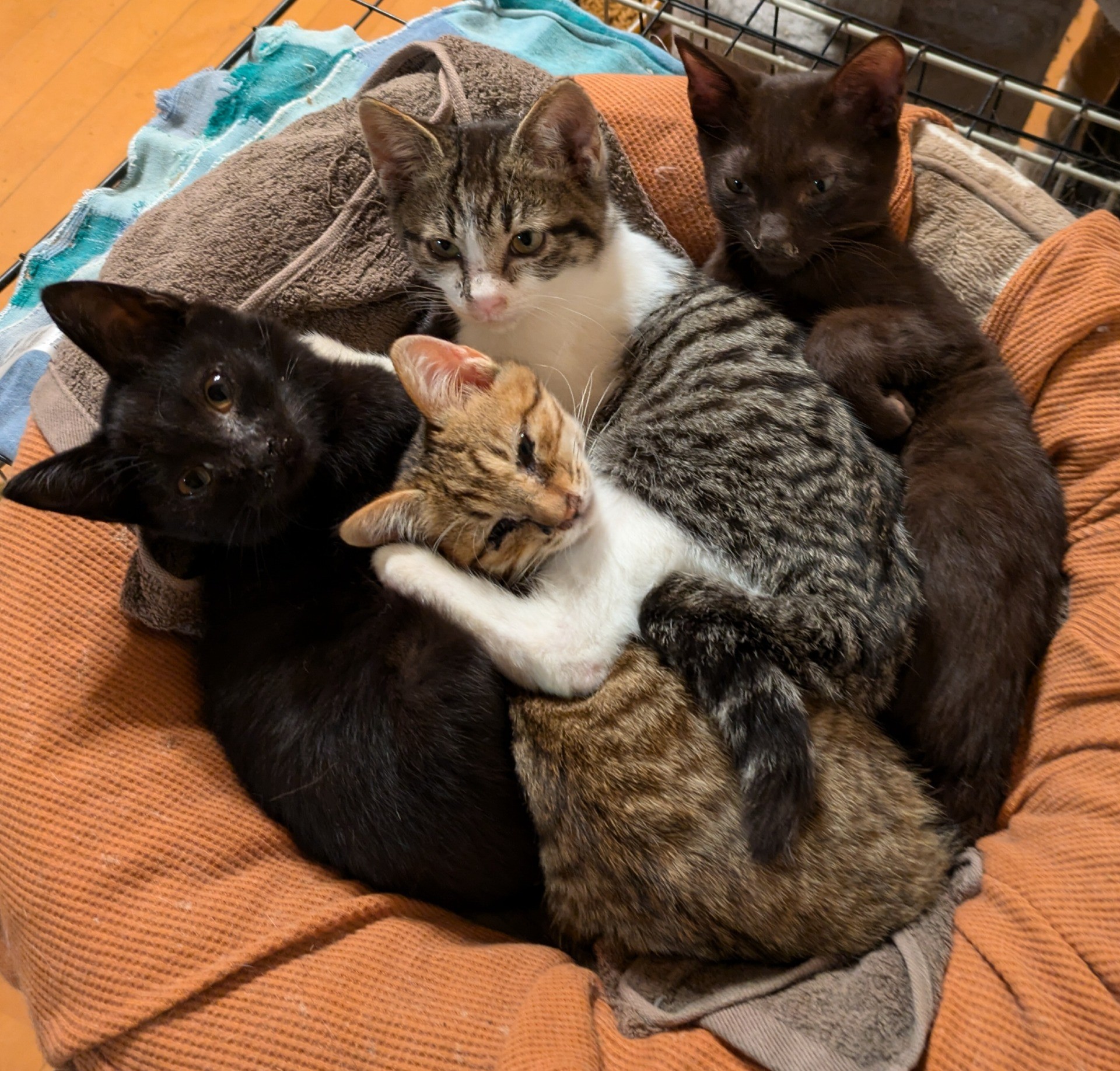 なかよし4猫組♥